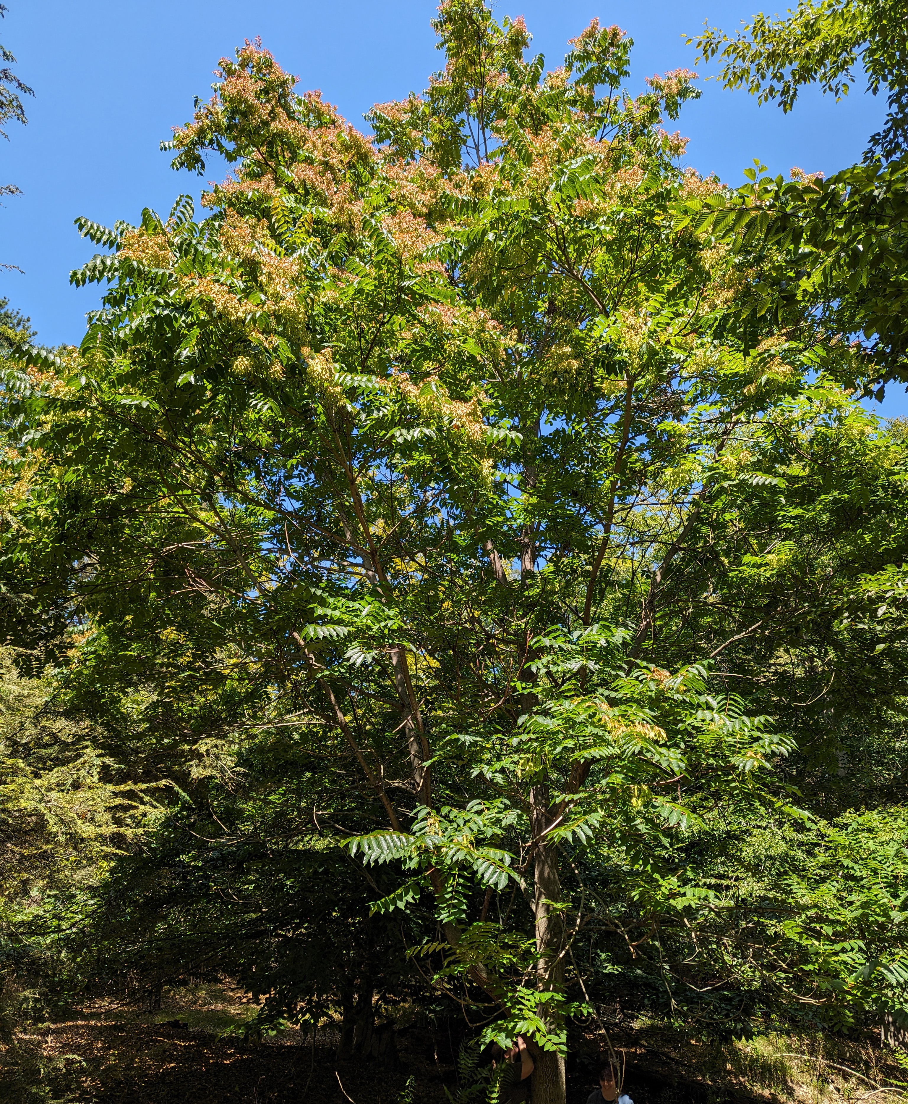 Large and small tree of heaven in a forested area.